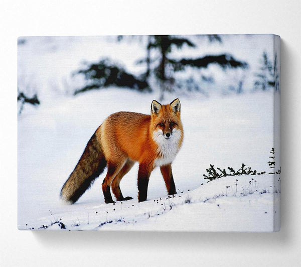  A Canvas Print of Arctic Fox In Snow Canvas Print