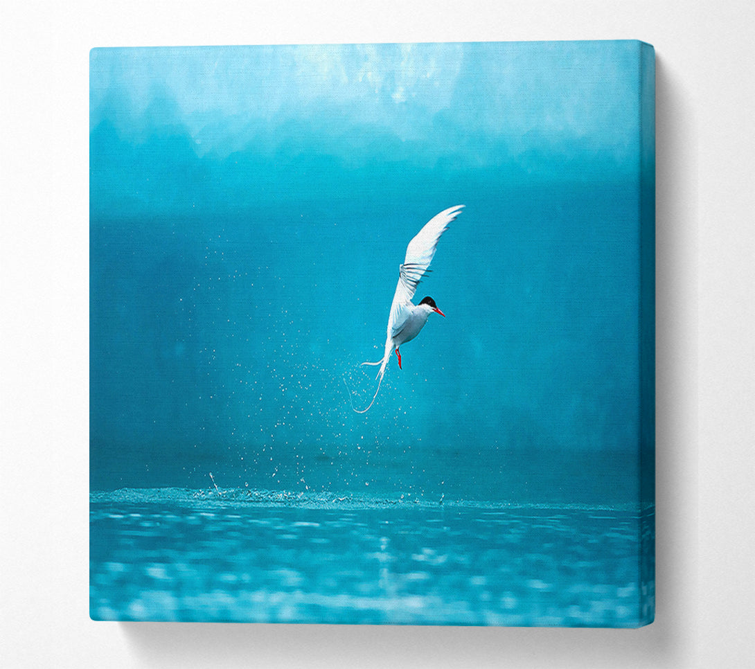  A Canvas Print of Arctic Tern Canvas Print