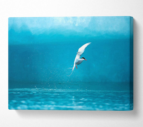  A Canvas Print of Arctic Tern Canvas Print