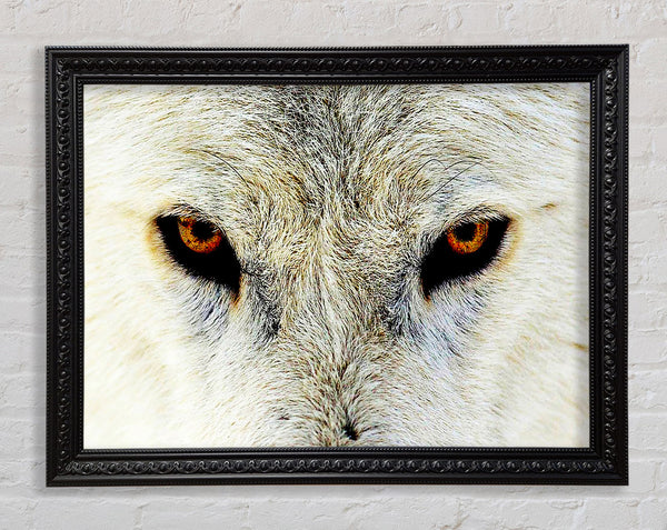 Arctic Wolf Eyes