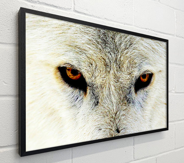 Arctic Wolf Eyes