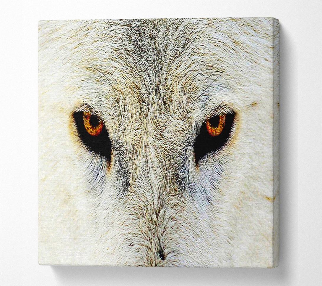  A Canvas Print of Arctic Wolf Eyes Canvas Print