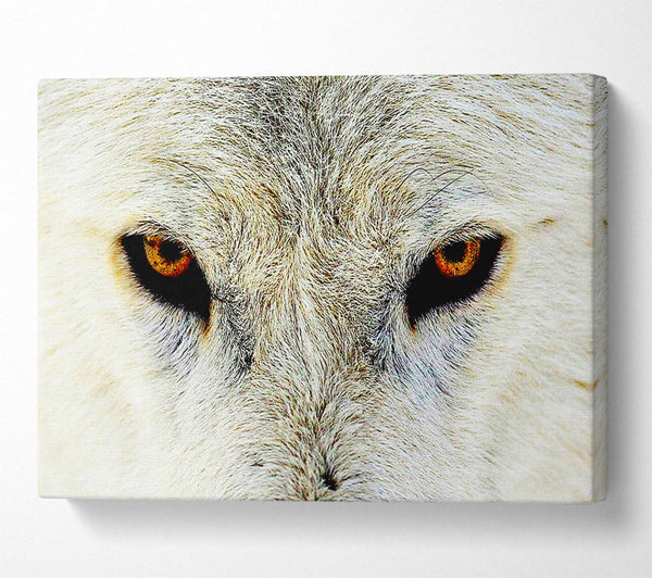  A Canvas Print of Arctic Wolf Eyes Canvas Print