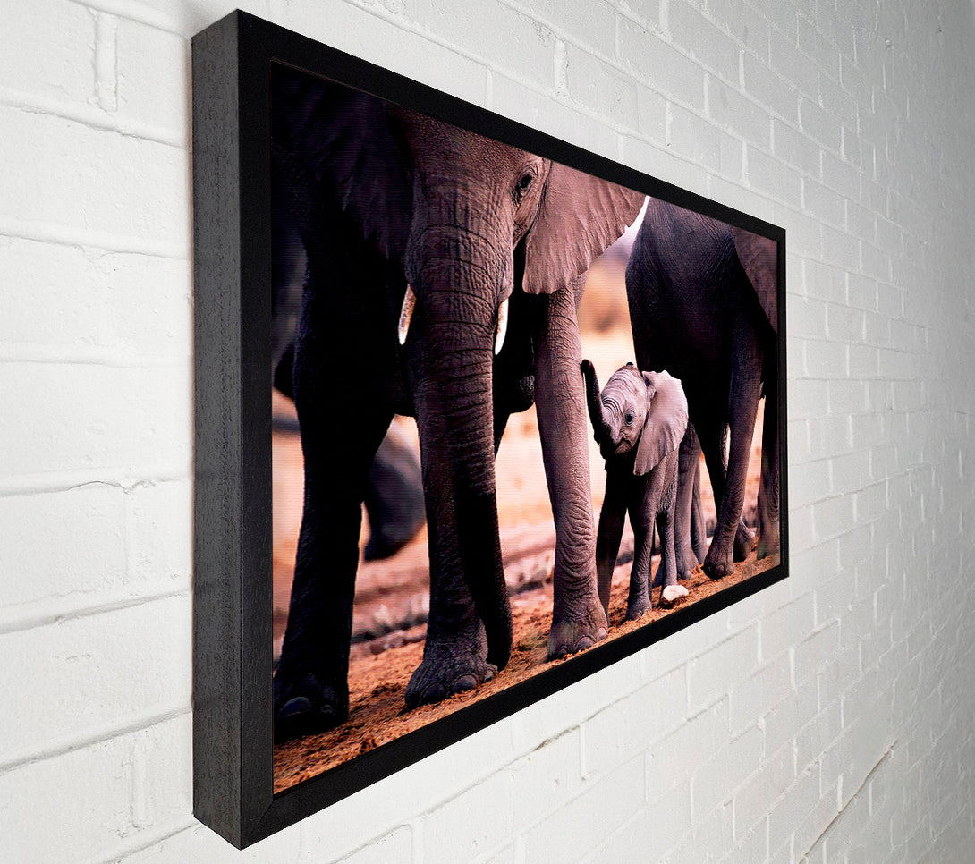  A Canvas Print of Baby Elephant Love Canvas Print