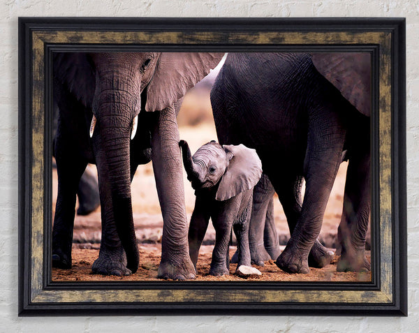 Baby Elephant Love Framed Print