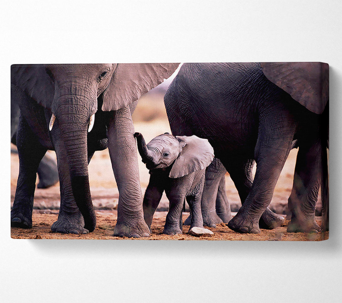  A Canvas Print of Baby Elephant Love Canvas Print
