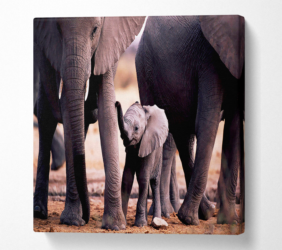  A Canvas Print of Baby Elephant Love Canvas Print