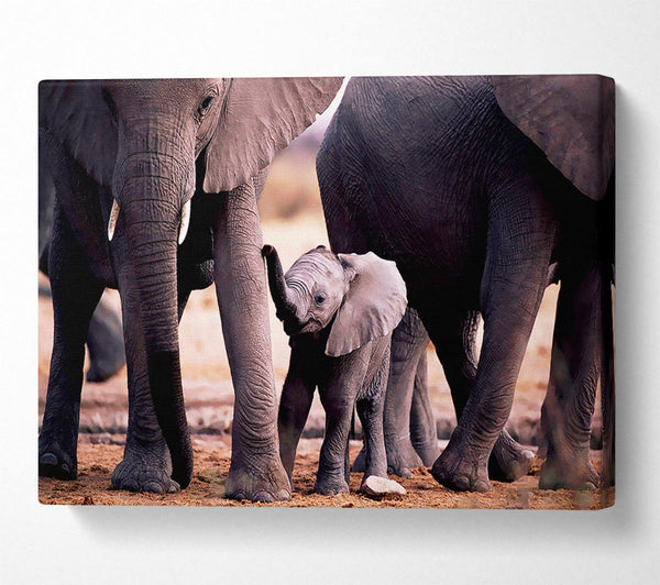  A Canvas Print of Baby Elephant Love Canvas Print