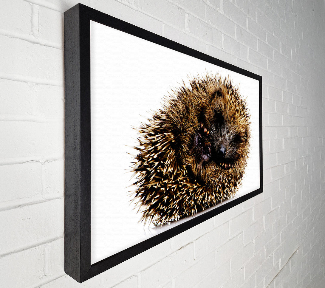  A Canvas Print of Baby Hedgehog Sleeping Canvas Art
