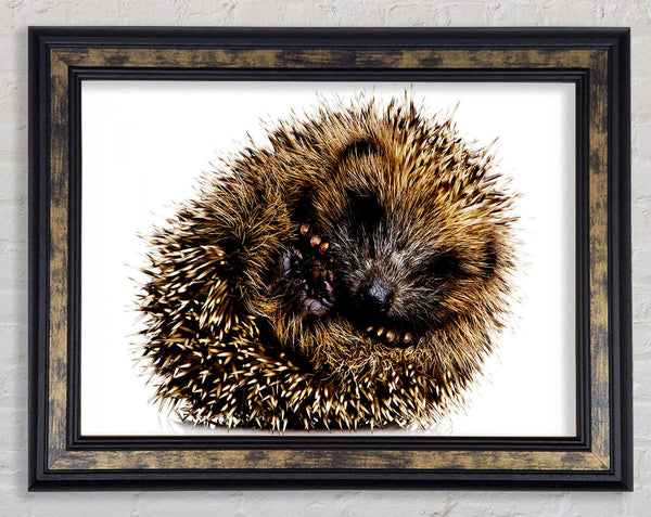 Baby Hedgehog Sleeping Framed Print