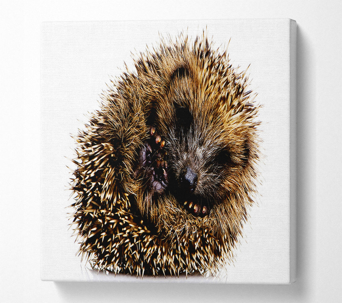  A Canvas Print of Baby Hedgehog Sleeping Canvas Art
