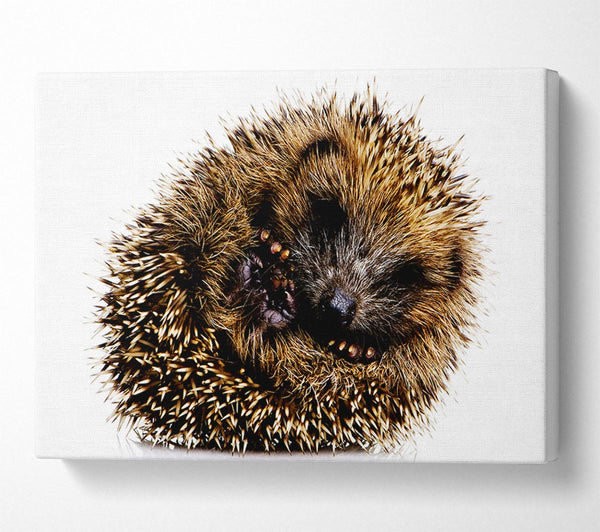  A Canvas Print of Baby Hedgehog Sleeping Canvas Art