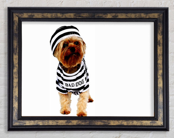 Bad Dog Framed Print