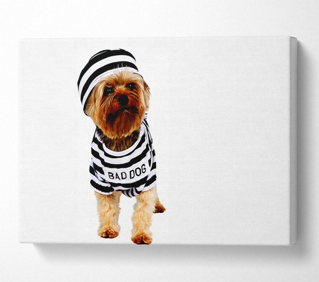  A Canvas Print of Bad Dog Canvas Print
