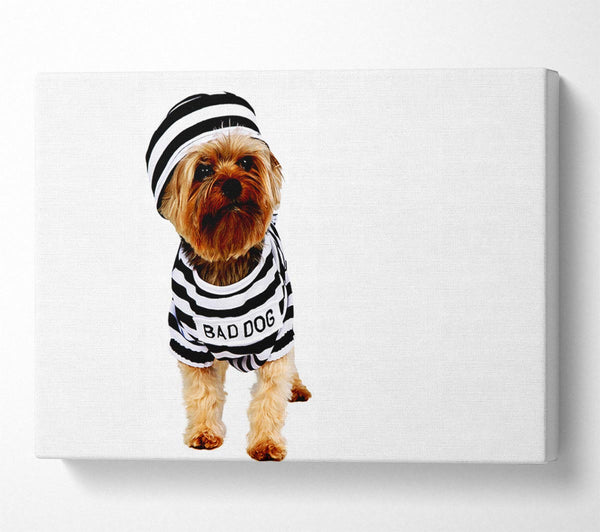  A Canvas Print of Bad Dog Canvas Print
