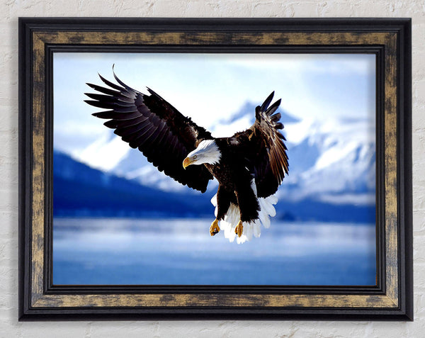 Bald Eagle In Flight Alaska Framed Print