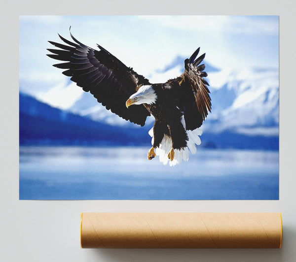 Bald Eagle In Flight Alaska Giclee Print