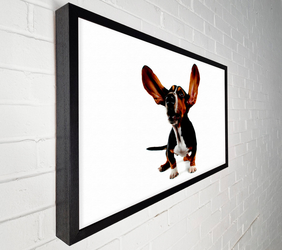  A Canvas Print of Bassett Hound Ears Canvas Print