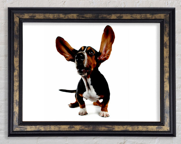 Bassett Hound Ears Framed Print