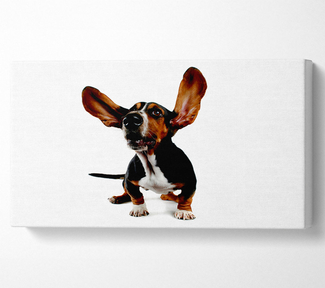  A Canvas Print of Bassett Hound Ears Canvas Print