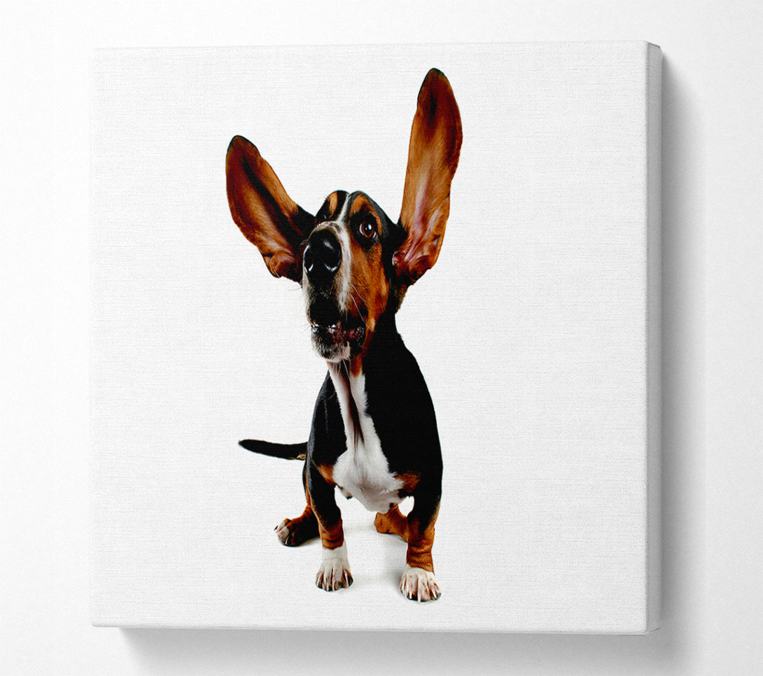  A Canvas Print of Bassett Hound Ears Canvas Print
