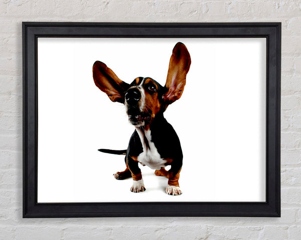 Bassett Hound Ears Framed Print