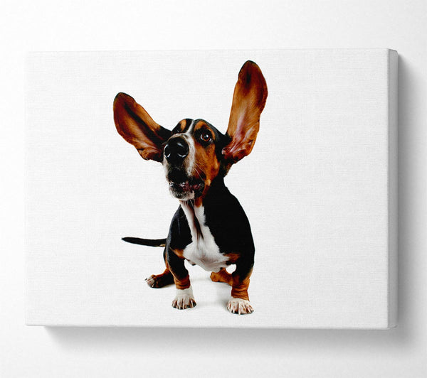  A Canvas Print of Bassett Hound Ears Canvas Print