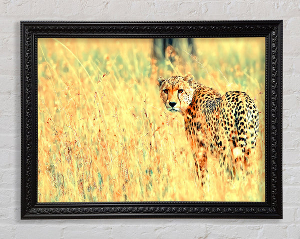 Beautiful Cheetah Framed Print