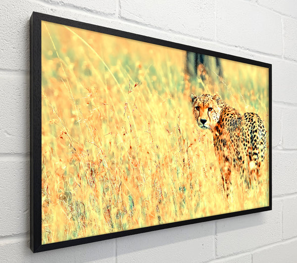 Beautiful Cheetah
