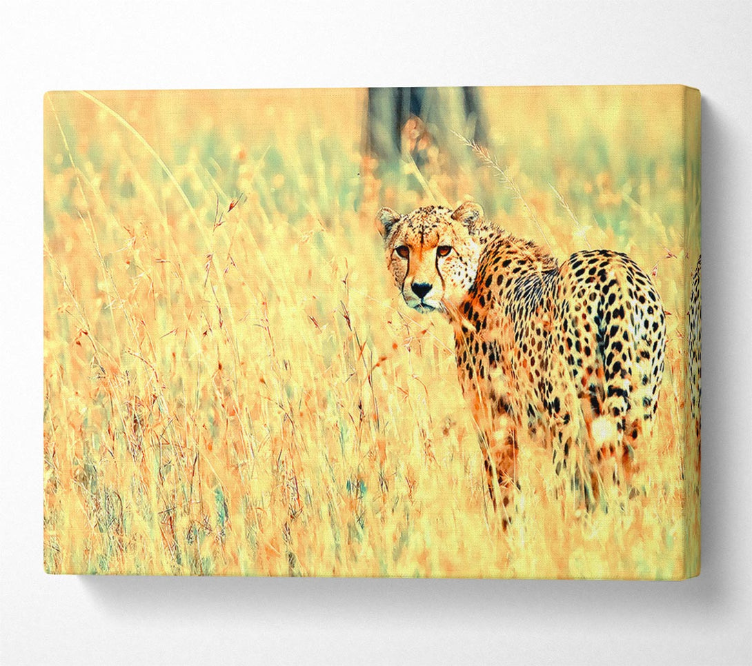  A Canvas Print of Beautiful Cheetah Canvas Wall Art
