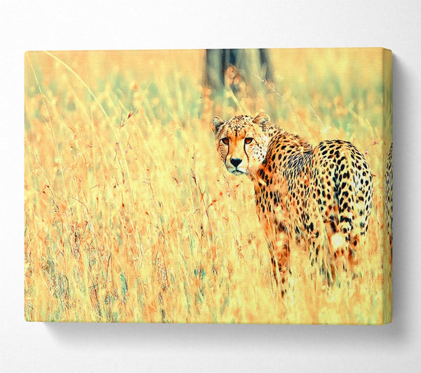  A Canvas Print of Beautiful Cheetah Canvas Wall Art