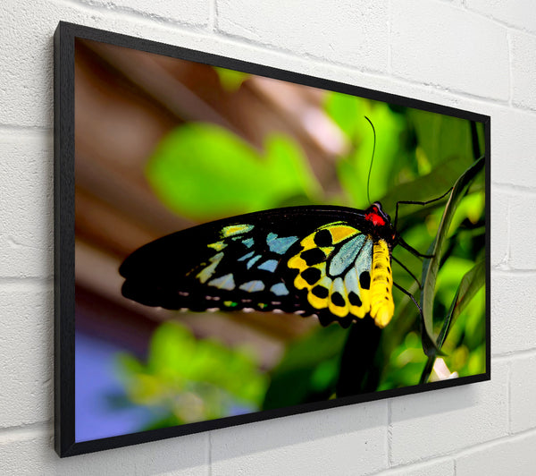 Beautiful Colourful Butterfly