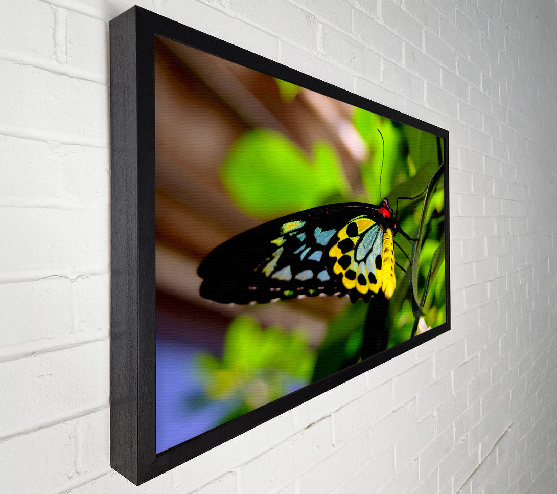  A Canvas Print of Beautiful Colourful Butterfly Canvas Art