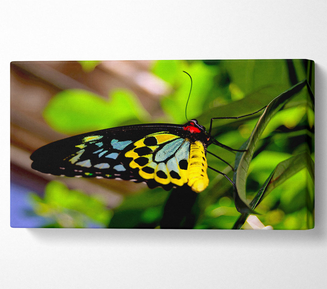  A Canvas Print of Beautiful Colourful Butterfly Canvas Art