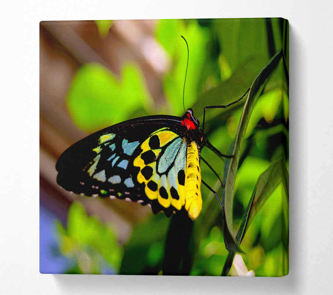  A Canvas Print of Beautiful Colourful Butterfly Canvas Art
