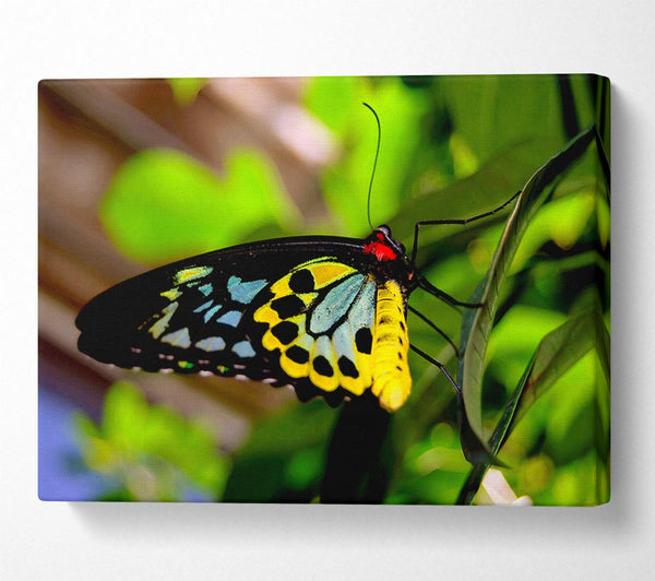  A Canvas Print of Beautiful Colourful Butterfly Canvas Art