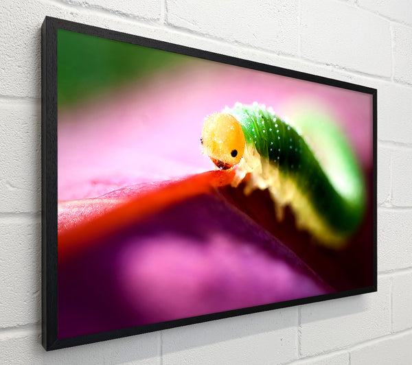Beautiful Caterpiller Waiting