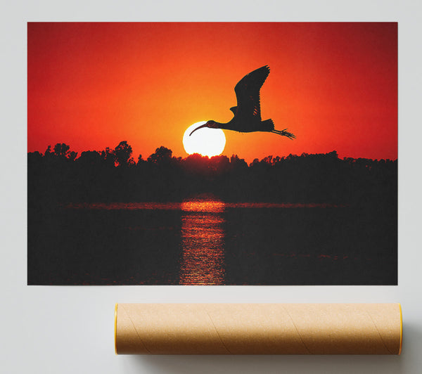 Bird Flying At Sunset Poster