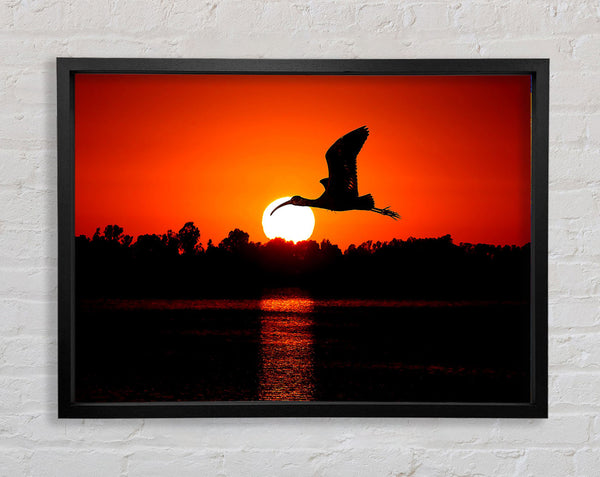 Bird Flying At Sunset Framed Print