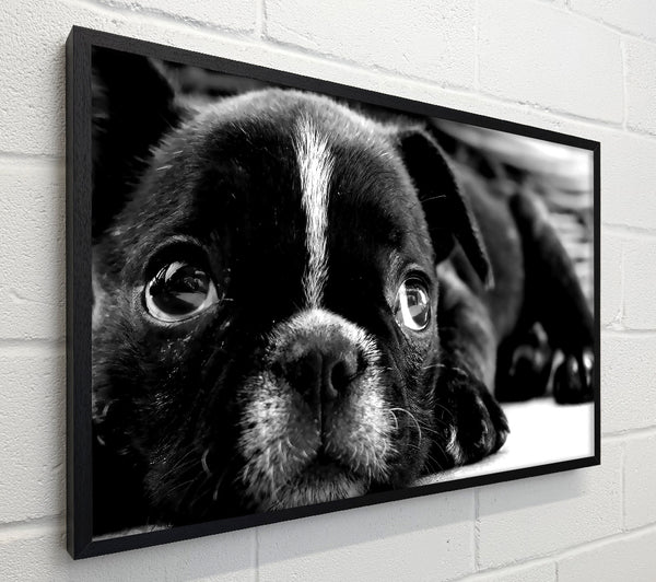 Black French Bulldog Puppy