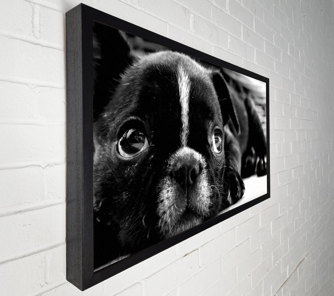  A Canvas Print of Black French Bulldog Puppy Canvas Art