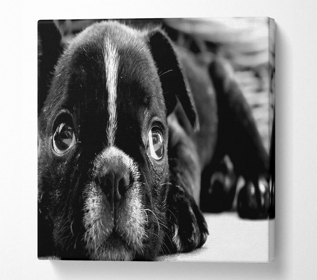  A Canvas Print of Black French Bulldog Puppy Canvas Art
