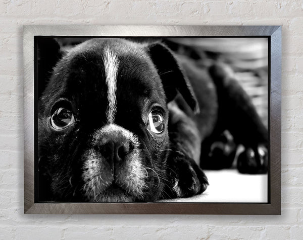 Black French Bulldog Puppy Framed Print