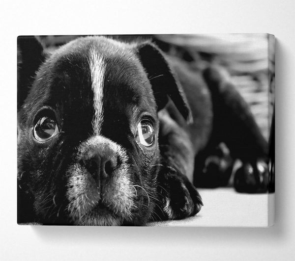  A Canvas Print of Black French Bulldog Puppy Canvas Art