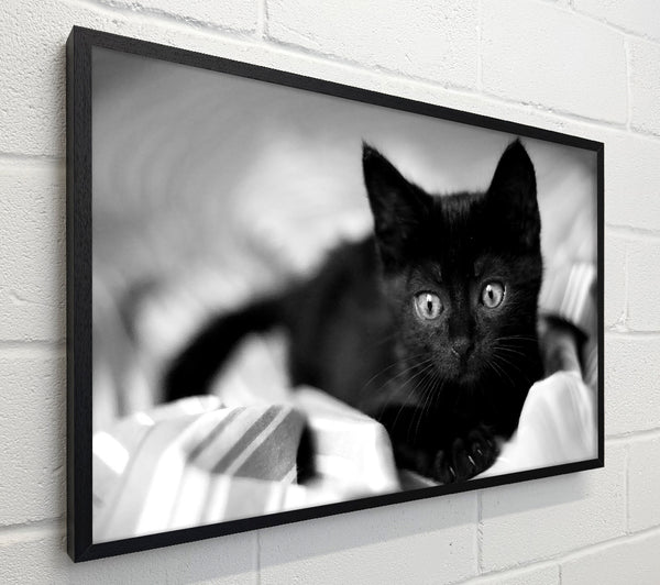 Black Kitten