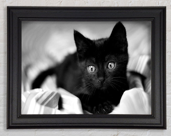 Black Kitten Framed Print