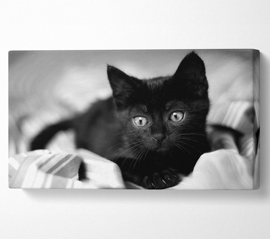  A Canvas Print of Black Kitten Canvas Art
