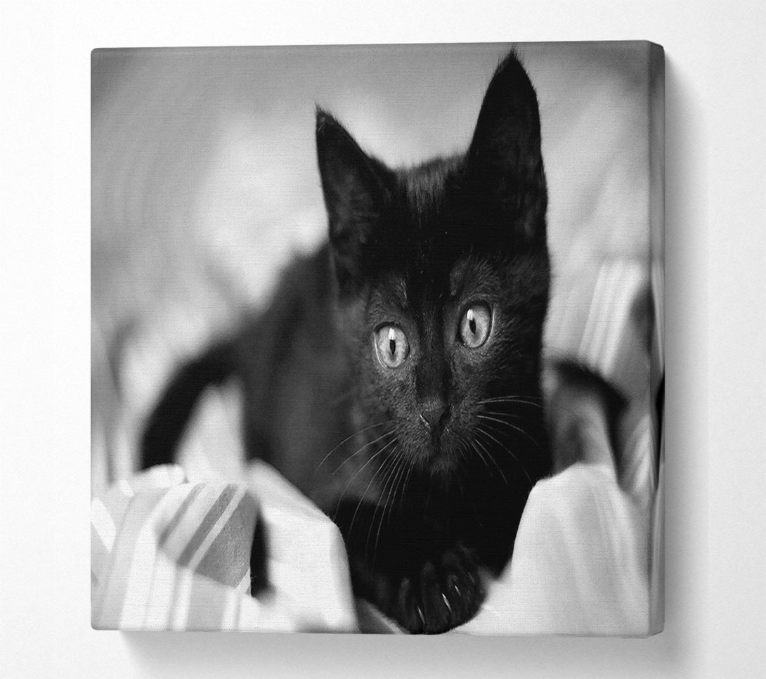  A Canvas Print of Black Kitten Canvas Art
