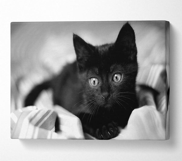  A Canvas Print of Black Kitten Canvas Art