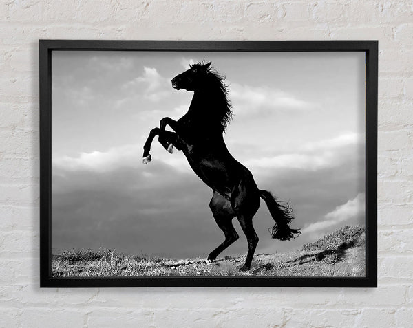Black Wild Stallion Framed Print